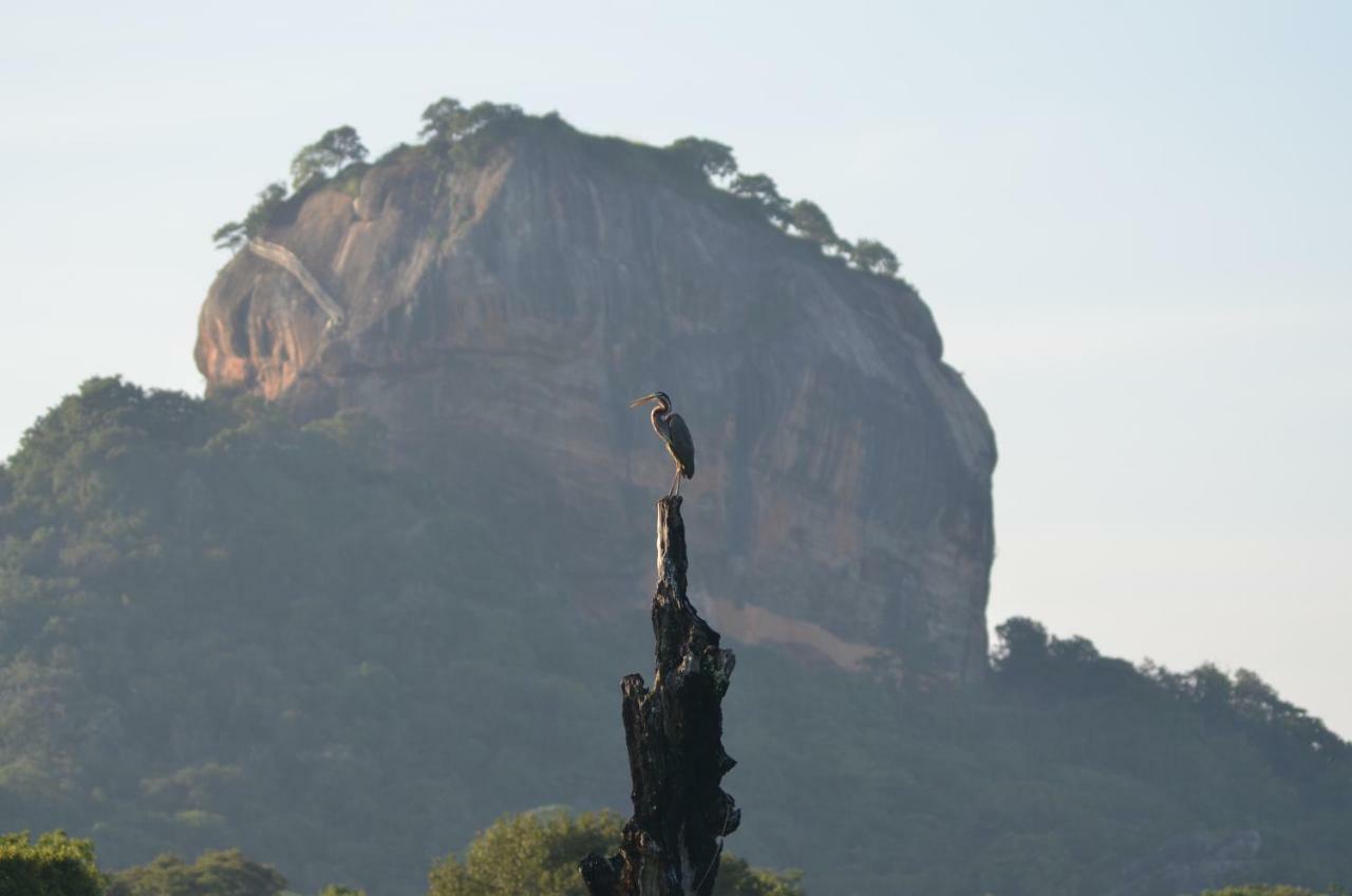 Sigiriya King'S Resort Ngoại thất bức ảnh